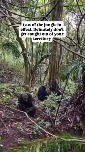 How many chimps are in Kibale? 1500 Chimpanzees Uganda boasts over 5000 Chimpanzee population total in different forests. However, over 1500 Chimpanzees are found in Kibale, living in 4 communities. Kibale Forest is not only a paradise for Chimpanzee safaris in Uganda but also in the whole world! #fblifestyle | Jerry Adriko