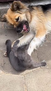 778K views · 21K reactions | Fights without rules. Kitten vs. German Shepherd. #funny #dog #funnydog #cute #cutedog #cat #kitten #cutekitten #funnykitten #fightswithoutrules #dogreels #catreels #catlove #doglove #germanshepherd #немецкаяовчарка #забавныесобаки #котята #боибезправил | Ludmila Goncharova | Facebook