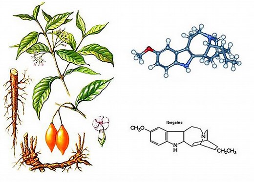 About Ibogaine | Ibogaine Clinic, Inc. | ibogaine treatment