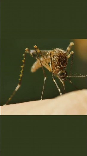 Mosquito Sounds 🦟 (Mosquito Close-Up)