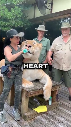 The Liger Has a Deadly Problem...