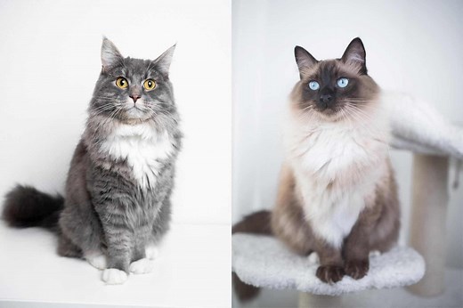Maine Coon Ragdoll Mix: Info, Pictures, Facts, FAQs & More