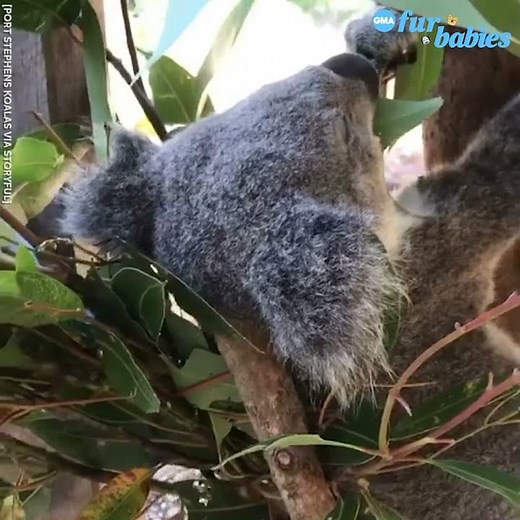 Koala falls asleep while eating eucalyptus l GMA