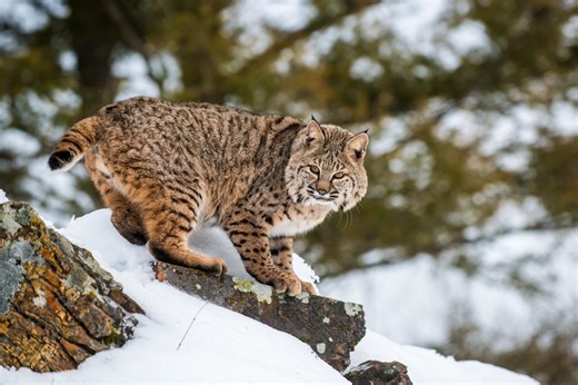 More than 600 bobcats harvested during Illinois 2025-2026 season