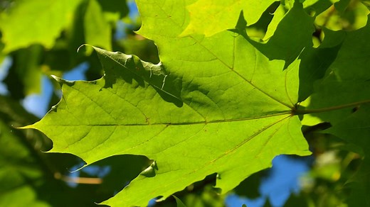 Silver Maple: Nuisance Tree or Landscaper's Dream?