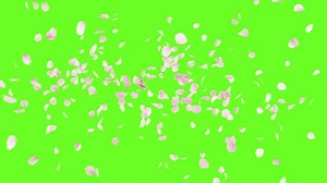 Cherry Blossom Petals Explosion on Green Screen. 3D rendering.