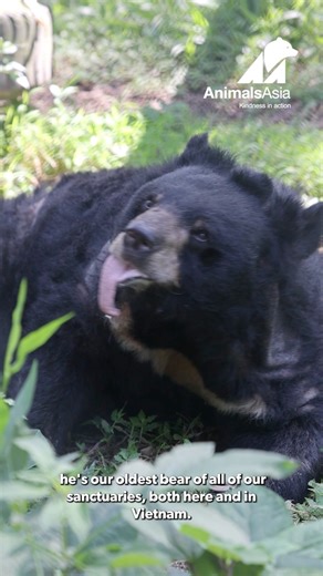 Tatzi’s journey to sanctuary began in the mid-1990s, after he’d spent over a decade confined in a tiny, rusting cage on a bile farm. Today, at over 36 years old, he’s believed to be the oldest living moon bear in the world – and almost certainly the oldest survivor of bear farming. #bear #rescue #sanctuary #animalsasia | Animals Asia