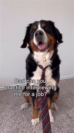 Grizzly Bane on Instagram: "The bloopers 😂 @jasonbankscomedy #jasonbankscomedy #dogskit #derek #baneandbrue #funnydog #bernesemountaindog #germanshepherd"