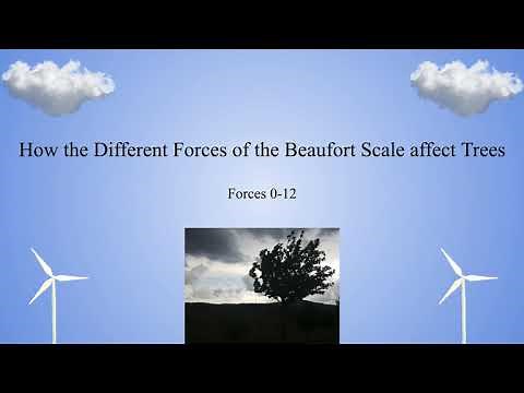 Beaufort Scale: Trees