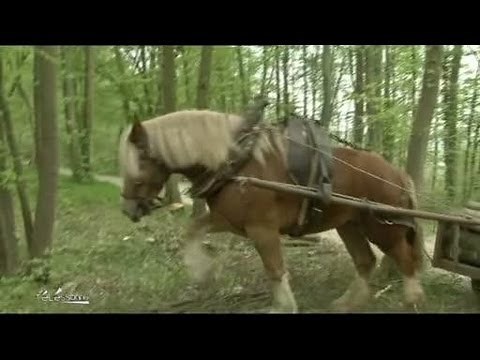 Débardage à cheval dans le bois de la Hacquinière
