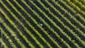 Apple orchard harvest time. Apple Picking Season At The Farm. Farmers and harvesters on a tractor with a trailer collect fruit from trees. Food agro industry