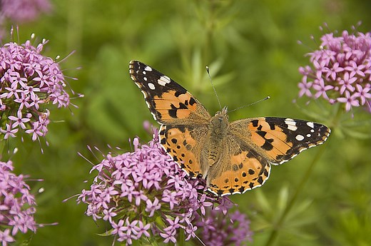 Papillons : Reconnaitre les 10 espèces courantes de nos jardins