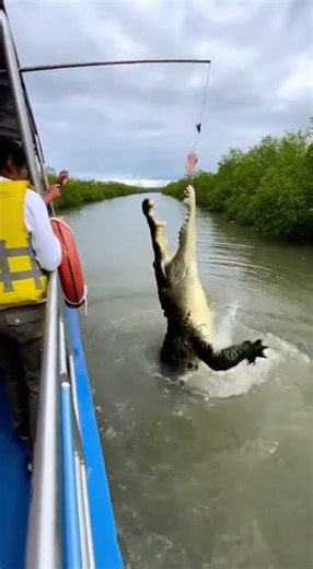 Tourist Boat vs GIANT Crocodile! 🐊