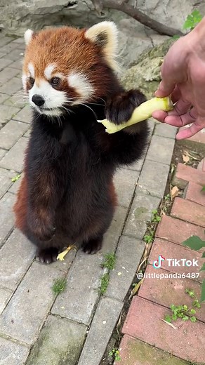 Adorable Red Panda Eating Sugar Cane and Bamboo