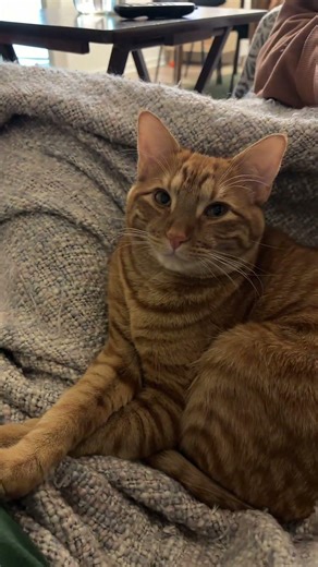 What a distinguished gentleman #catshorts