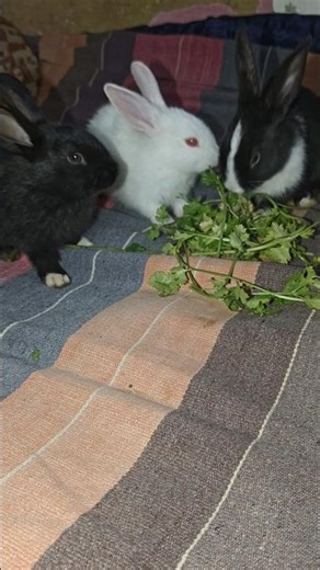 Pretty Little Baby 🥰❤️🧿 #rabbit #animal #cute #shorts #youtube #fyp