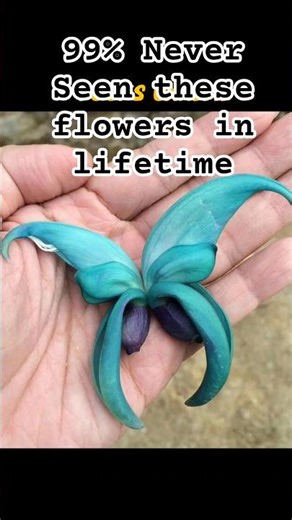 Top 5 BIGGEST FLOWERS in The World. # short # biggestflowers
