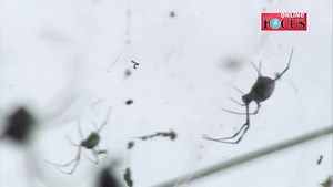 Nosferatu-Spinne oder harmlos? So unterscheiden Sie die beiden Arten