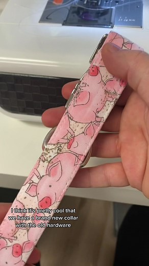 Upcycling Dog Collars: Sustainable DIY Solution