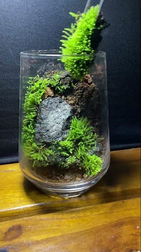 🌿 Beginner Terrarium Idea | Easy DIY Moss Garden in Glass