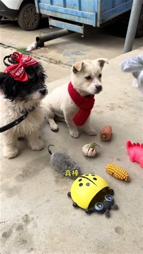 DouDou's Challenge: A Fun and Engaging Difficulty Test