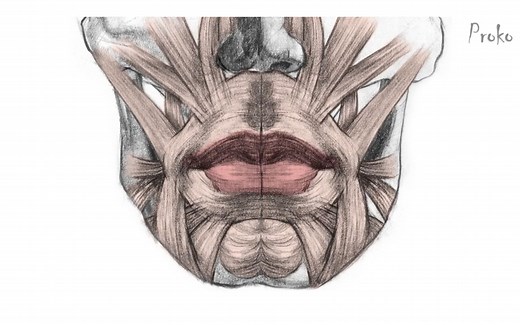 如何画嘴唇—结构篇【翻译Proko百万播放经典教程】