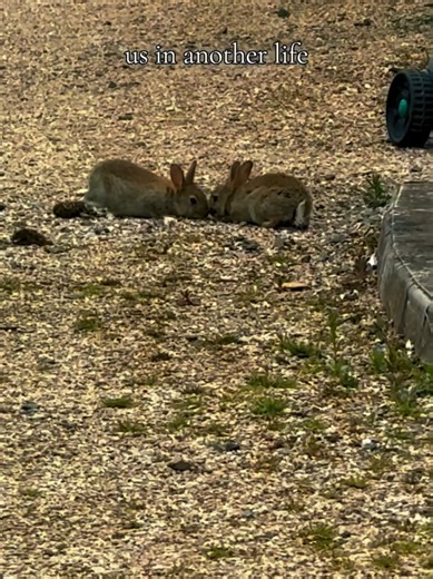 Us in Another Life — Cute Bunny Moment