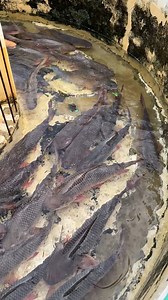 10K views · 107 reactions | Fish Farming Bangladesh #reels | Extreme Fish World | Facebook