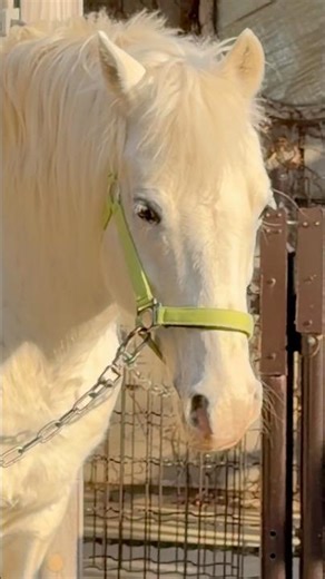 マキバオーがカスケード体型に⁉️🐎