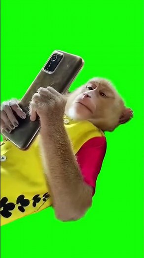 Monkey Using Phone in Bed meme - Green Screen