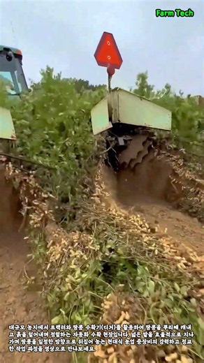 트랙터와 땅콩 수확기를 이용한 대규모 땅콩 굴취 작업 #worker #process #peanut #harvest #tractor