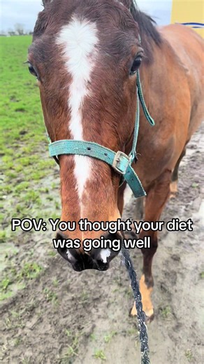 Why Your Diet May Not Be Working: A Thoroughbred Analogy