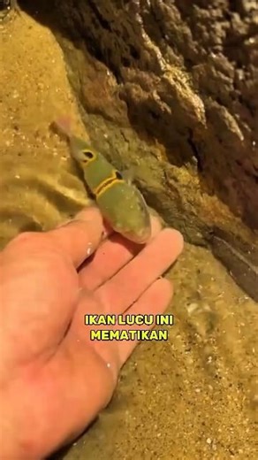 Pufferfish: Ikan Imut yang Menyimpan Racun Mematikan!