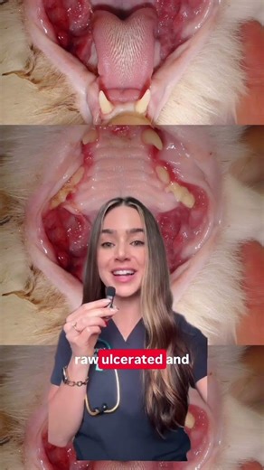 Why do veterinarians remove all of a cat’s teeth for stomatitis? 🦷🐱 It sounds extreme but it’s