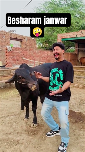 Besharam Janwar 🤪 _ Eid ul adha 3rd day qurbani _ 𝙛𝙪𝙣𝙣𝙮 𝙫𝙞𝙙𝙚𝙤 _ #camel #goat #qurbani #cow