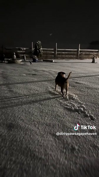 Let it snow! ❄️ Cali has found a true kindred spirit in our new boy, Duke. Their first real snow of the year has them both absolutely buzzing with joy. ⛄️ We knew Duke was part cattle dog, just like Cali, so their snow-loving energy totally tracks. Watching them race and play in the fresh snow tonight is just pure magic. 💙🐾 #seniordogrescue #rescuedogsoftiktok #seniordogs #seniordog #seniordogsoftiktok