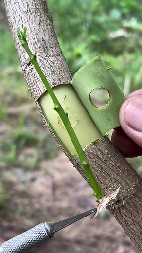 Master Simple Plant Grafting Techniques 🌱