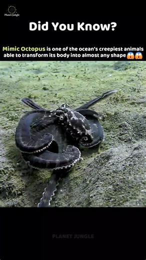 The Creepiest Octopus! 🐙 #MimicOctopus #Ocean #AnimalFacts
