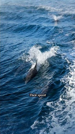 Underwater Wonder: How Dolphins Live and Hunt in the Deep Blue