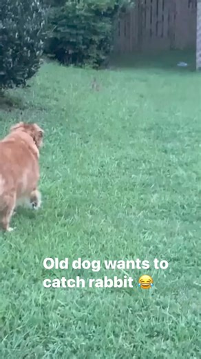 32K views · 314 reactions | Dog wants to catch rabbit | Surveee | Facebook