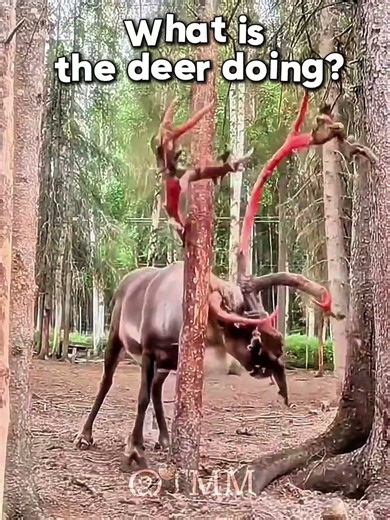 Deer with a serious Mission 🦌...