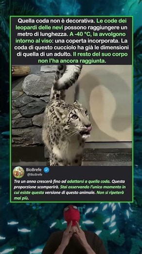 LA CODA È PIÙ ANTICA DEL GATTO