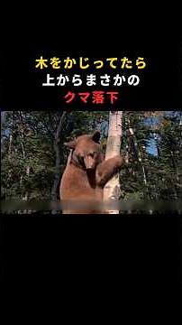 ビーバー ―― 自然界No.1のダム建設の達人と、意外すぎる科学の謎 🦫【動物ドキュメンタリー】
