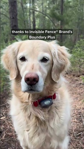 See What Changed After Installing This Invisible Dog Fence #PetSafety #DogBoundary #CustomerStory