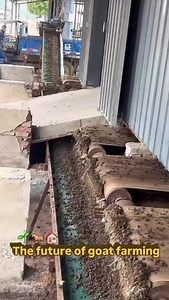 97K views · 16K reactions | The future of goat farming #excelagrosolution #excelagro #livestockcare #sustainablefarming #goatfarming #goatcare #goats #goatfarmingtraining #goatdiseases | Excel Agro Solution | Facebook