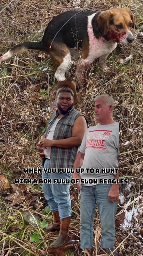 Funny Beagle Memes that Will Make You Laugh