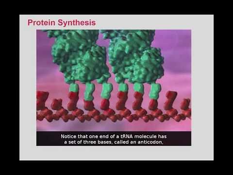 Protein Synthesis BioFlix