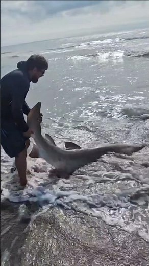 Catching a big shark from the beach