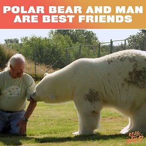 Raised from a young cub, this polar bear is best friends with a man and cuddles and plays with him 🧡🐾 | Real Wild