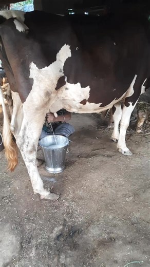 Discover the fascinating world of cow milking in this video, where we explore the process and techniques involved in milking cows. From the basics of cow milking to the latest methods and technologies, we'll show you why milking cows is actually pretty cool. Whether you're a seasoned farmer or just curious about the dairy industry, this video is for you. Learn about the importance of cow milking, the different types of milking equipment, and the skills required to milk cows efficiently. Join us 